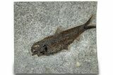 Detailed Fossil Fish (Knightia) - Large For Species #314018-1